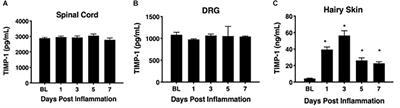 TIMP-1 Attenuates the Development of Inflammatory Pain Through MMP-Dependent and Receptor-Mediated Cell Signaling Mechanisms